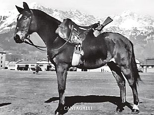 albino-storia-di-un-cavallo-da-guerra