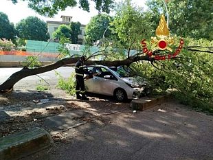 cade-ramo-in-viale-gramsci-danneggiata-auto-in-sosta