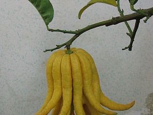 bizzarria-chimera-leggenda-e-incantesimo-amoroso