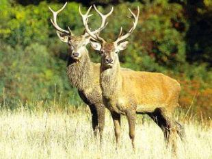cervo-attaccato-da-un-animale-selvatico-muore-al-cimitero-di-prato