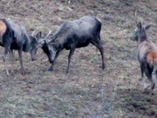 a807102221-censimento-al-bramito-nel-parco-dei-cervi-dal-25-al-27-settembre