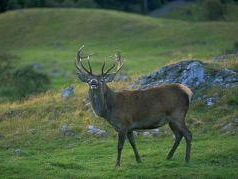 ritorna-a-fine-settembre-il-censimento-del-cervo-al-bramito