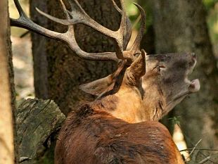 b106231514-tornano-nel-parco-nazionale-delle-foreste-casentinesi-le-notti-del-cervo