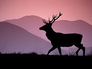 b309141558-scontro-tra-moto-e-cervo-muore-41enne