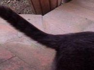 gatto-positivo-al-lyssavirus-mobilitata-la-asl-toscana-sud-est