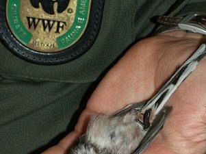 b205041352-aumentano-i-reati-ambientali-in-toscana