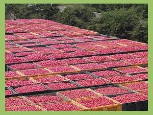 b008311928-pomodori-accordo-con-conserve-italia-per-stock-aggiuntivo