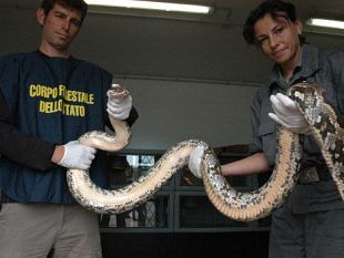 b008111516-un-pitone-albino-come-corriere-della-droga
