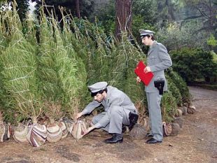 a912101239-i-consigli-della-forestale-per-mantenere-in-salute-le-nostre-piante