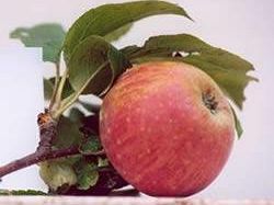 killer-della-frutta-e-un-moscerino-piccolo-ma-pericoloso