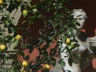 riapre-il-pubblico-il-giardino-dei-semplici