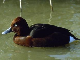 b012011604-fucecchio-ucciso-raro-esemplare-di-moretta-tabaccata