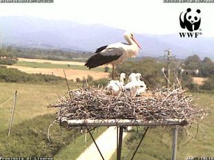 a806101400-bolgheri-una-webcam-documenta-la-vita-delle-cicogne-bianche-nell-oasi-del-padule