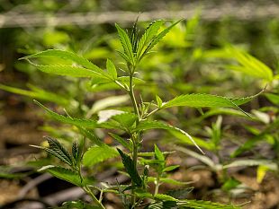 legalizzazione-cannabis-lopinione-dei-produttori-fiorentini