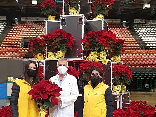 una-piramide-di-rosse-stelle-di-natale-made-in-tuscany