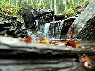 forest-bathing-la-misura-scientifica-dei-benefici
