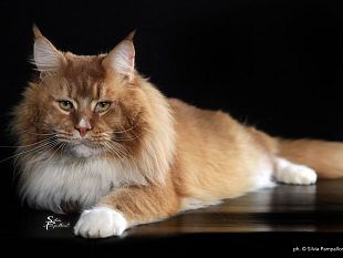 sabato-25-e-domenica-26-marzo-la-mostra-un-gatto-per-amico