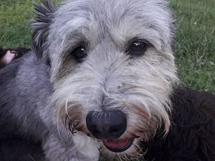 in-comune-al-lavoro-col-cane-a-greve-in-chianti-ora-si-puo