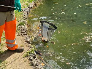 fontana-del-giardino-del-bobolino-strage-di-pesci