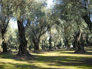 olio-di-sansa-cercasi-rilancio-del-settore