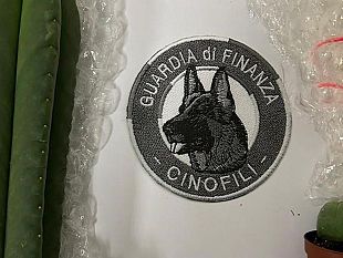 pisa-sequestrate-piante-contenenti-mescaline