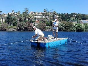 quando-le-prime-tracce-di-sfruttamento-dellolivo-in-italia