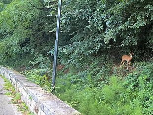 ungulati-in-citta-avvistamenti-a-firenze