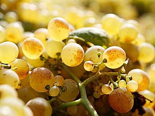 b205311621-benvenuto-vermentino-2012-incontra-la-xxvi-rassegna-dell-olio-d-oliva