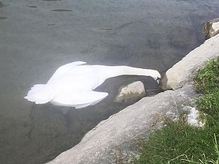 trovato-morto-il-cigno-della-fossa-dellabate