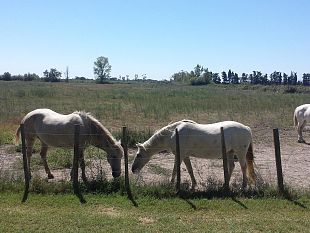 venti-anni-di-gemellaggio-tra-altopascio-e-saint-gilles