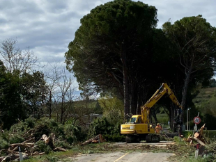 lipu-firenze-attenzione-ai-nidi