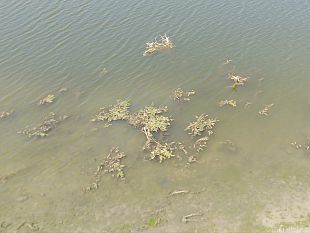 come-stanno-i-fiumi-toscani-il-punto-dellarpat