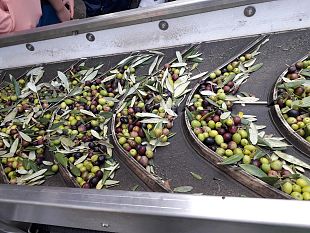 agricoltura-toscana-tutti-i-numeri-di-una-miniera-doro