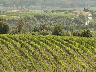 prosegue-anche-ad-aprile-lanno-doro-per-le-vendite-di-brunello