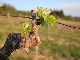 valvirginio-verso-lapprovazione-del-bilancio-2019