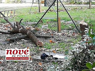 oltrarno-cittadini-in-allarme-per-gli-alberi-il-caso-nidiaci