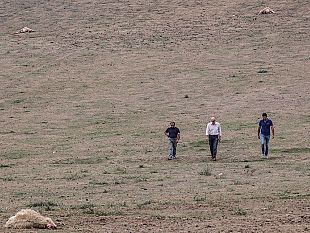 attaccate-dai-lupi-70-pecore-azienda-agricola-in-ginocchio