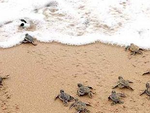 tutela-delle-tartarughe-marine-e-dei-loro-cuccioli-amici-ormai-della-toscana