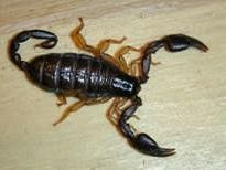 firenze-social-un-selfie-con-lo-scorpione-aneddoti-e-rimedi