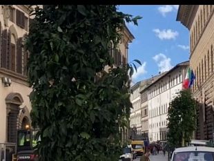 parassiti-negli-aranci-in-via-cavour