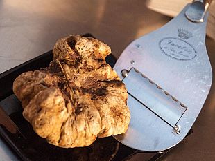 si-lavora-gia-alla-mostra-mercato-nazionale-del-tartufo-bianco-di-san-miniato
