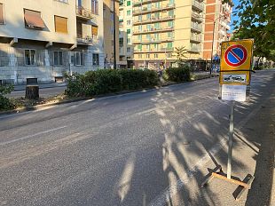 viale-redi-tagliati-nella-notte-13-pini