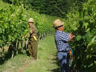 vino-e-vigneti-hanno-distrutto-la-toscana-sara-vero