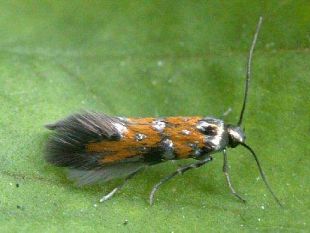 b207051643-pomodori-fiorentini-attenzione-alla-tuta-absoluta