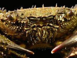 a706121557-libri-la-guida-naturalistica-i-i-crostacei-dell-argentario-i
