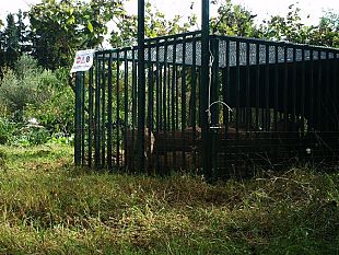 cinghiali-in-citta-ma-come-ci-sono-arrivati