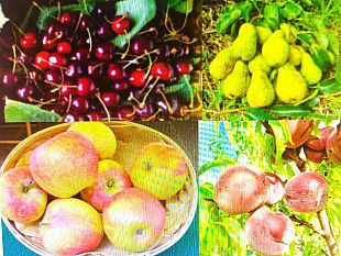 salvate-24-varieta-antiche-di-alberi-da-frutto-del-casentino