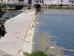 arno-stanno-tornando-le-alghe