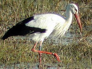 a610301550-la-cicogna-di-fucecchio-ancora-in-padule