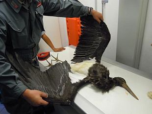 b009202332-fucecchio-uccisa-una-rara-cicogna-nera